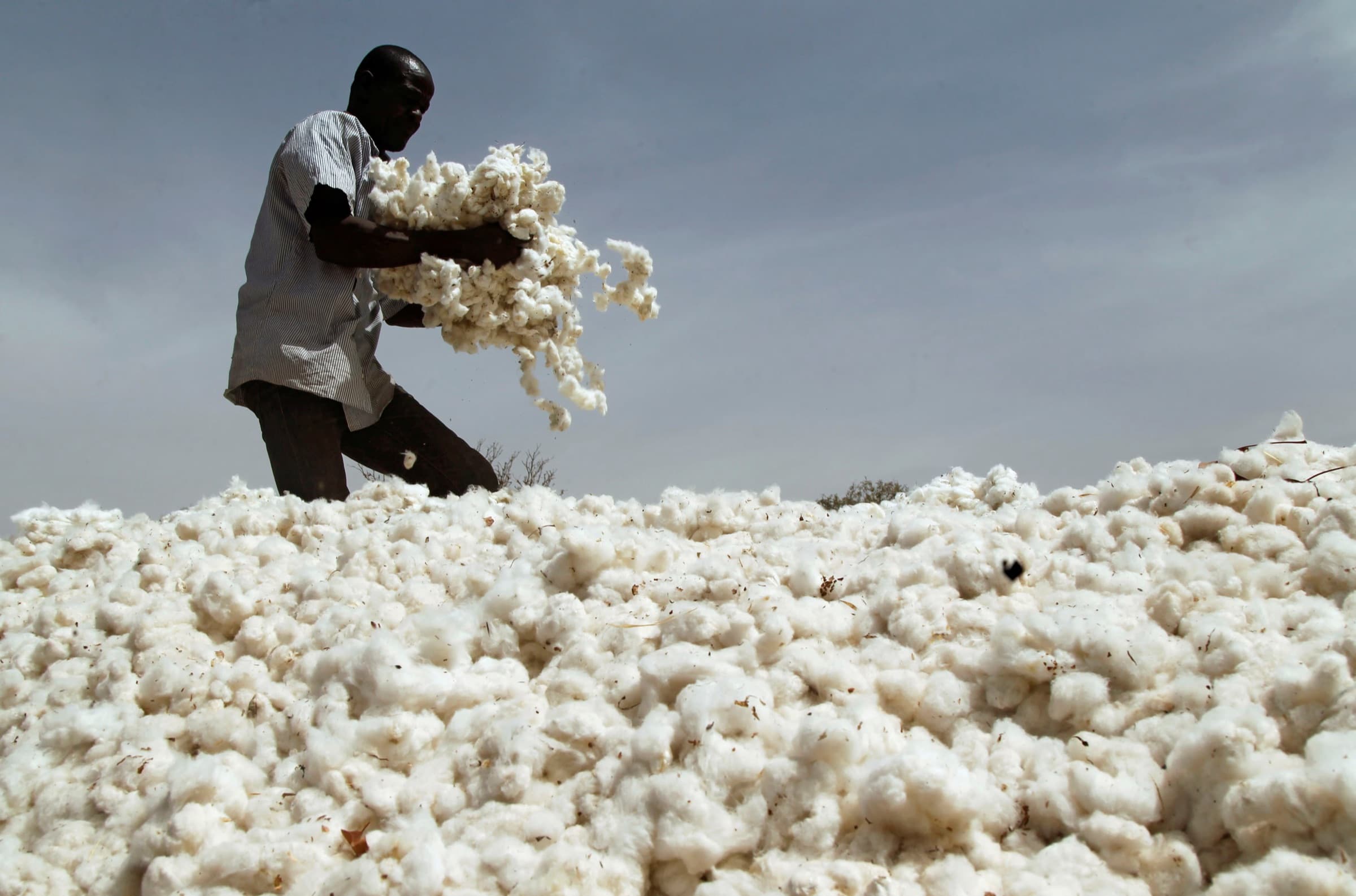 Regenerative Cotton vs Organic Cotton: What's Actually the Difference?