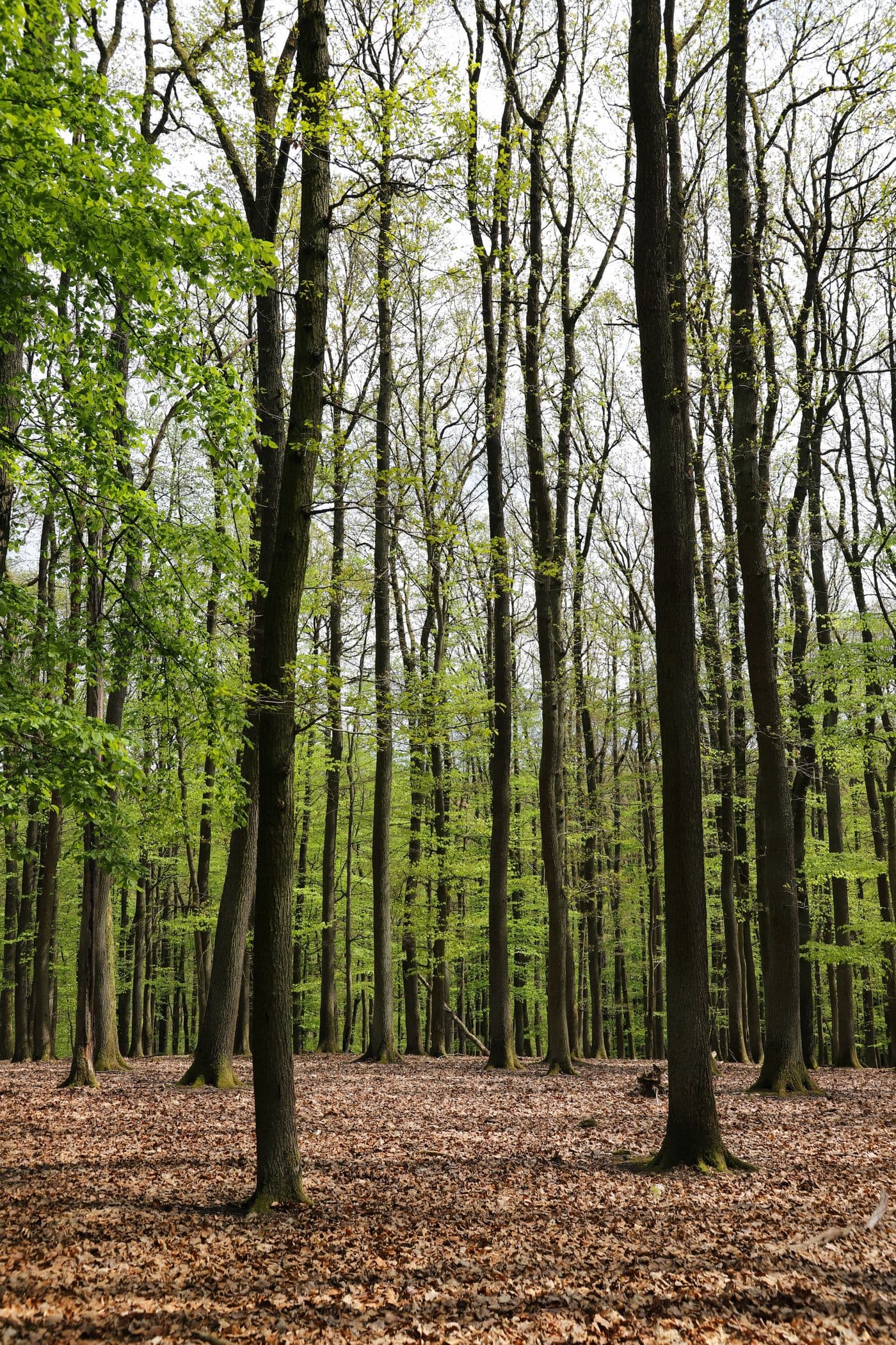 LENZING™ ECOVERO™ fiber, close up
