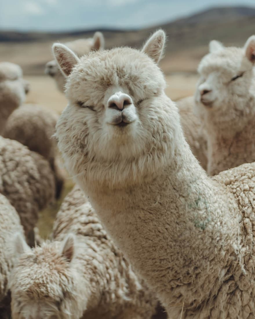 Alpaca fiber, close up