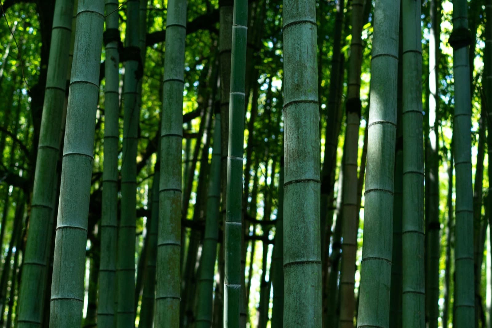 Bamboo fiber, close up