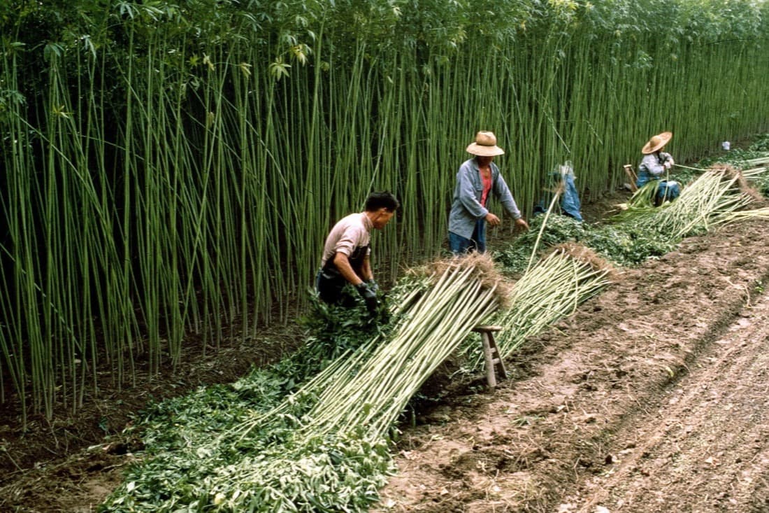 Hemp fiber, close up