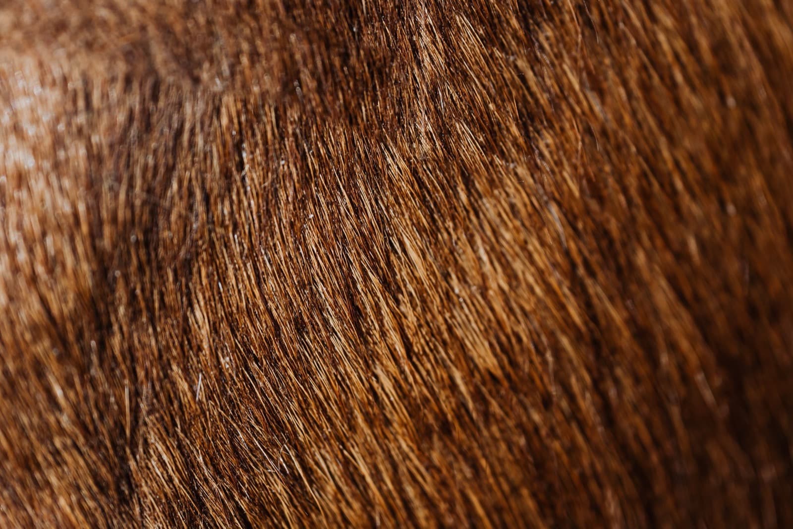 Leather fiber, close up