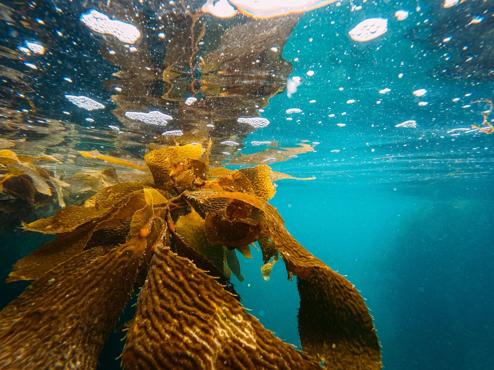 SeaCell (seaweed) fiber, close up