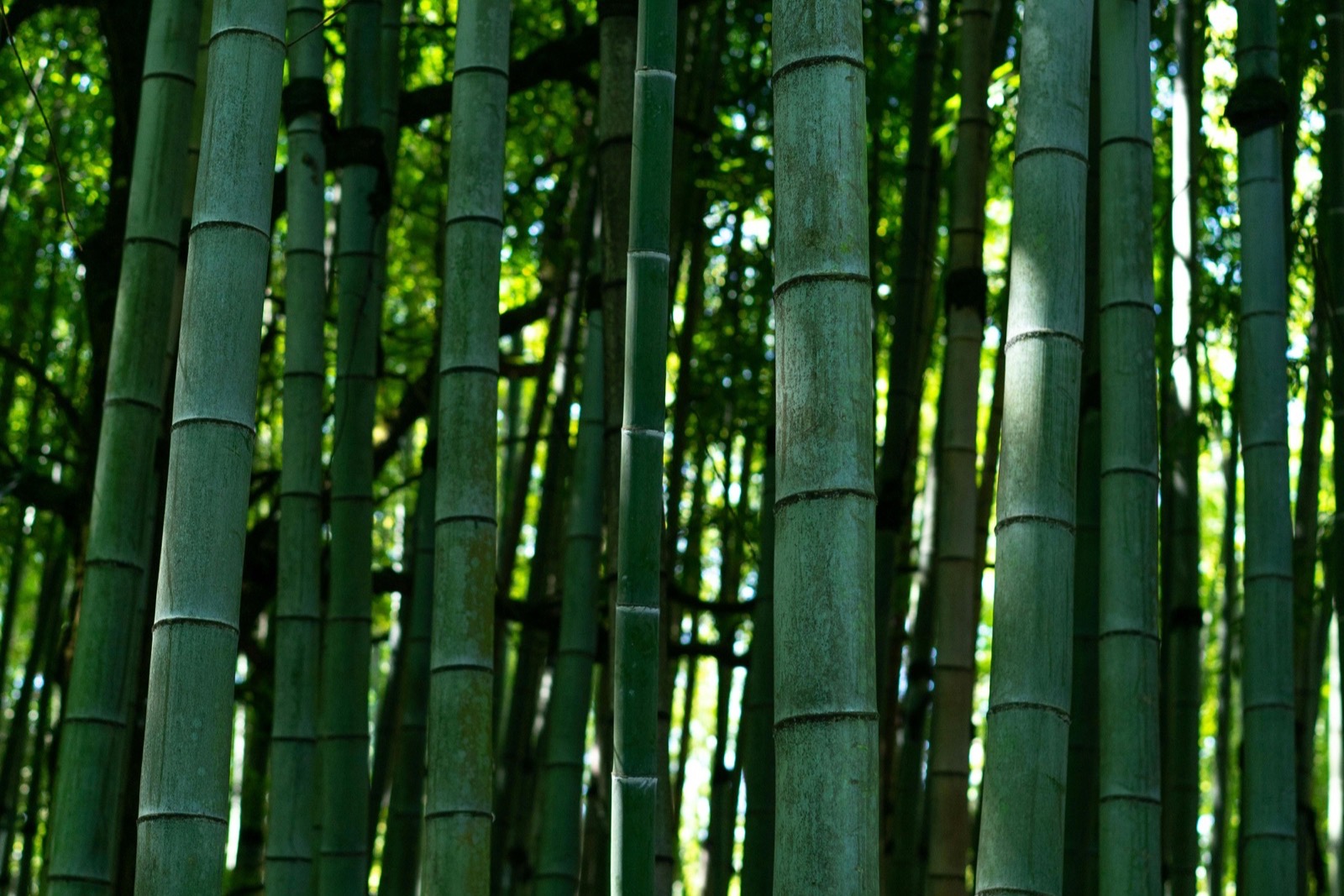 Bamboo fabric