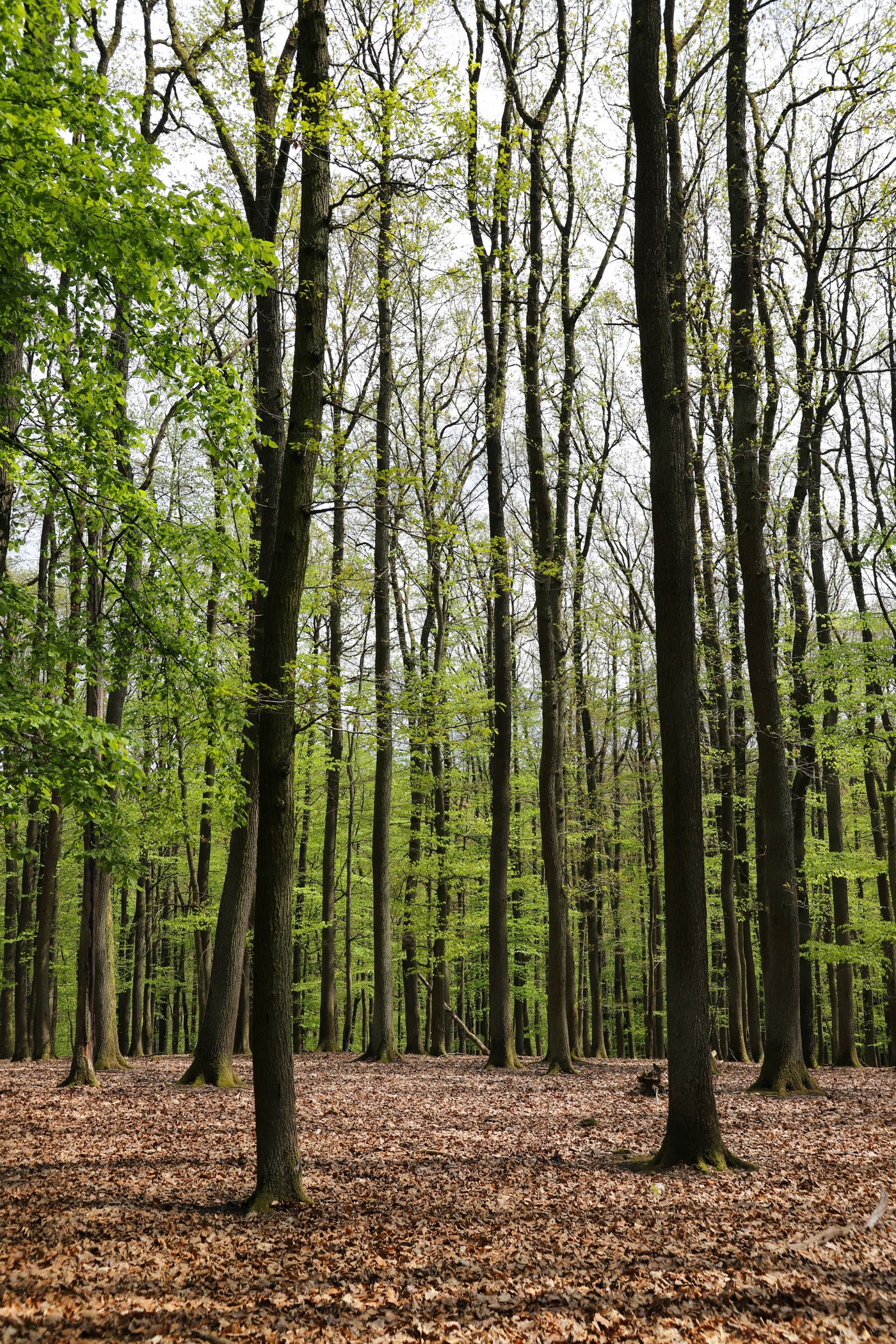 LENZING™ ECOVERO™ fabric
