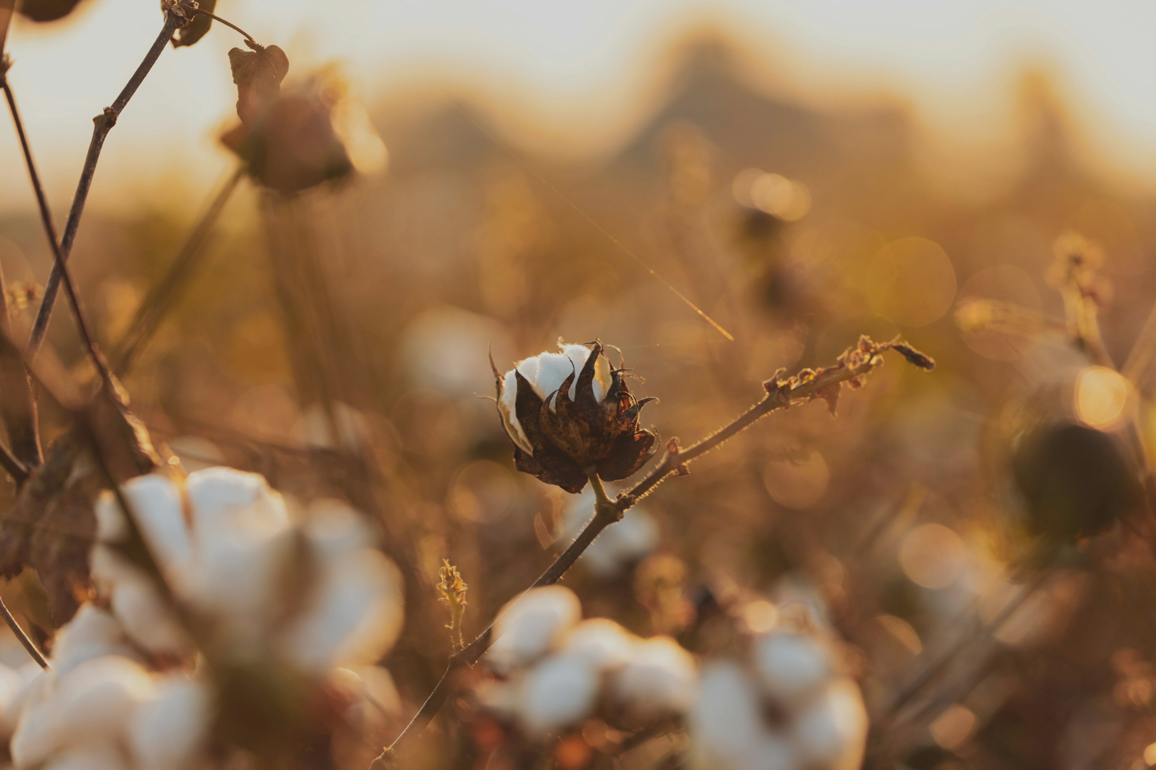 Organic Cotton fabric